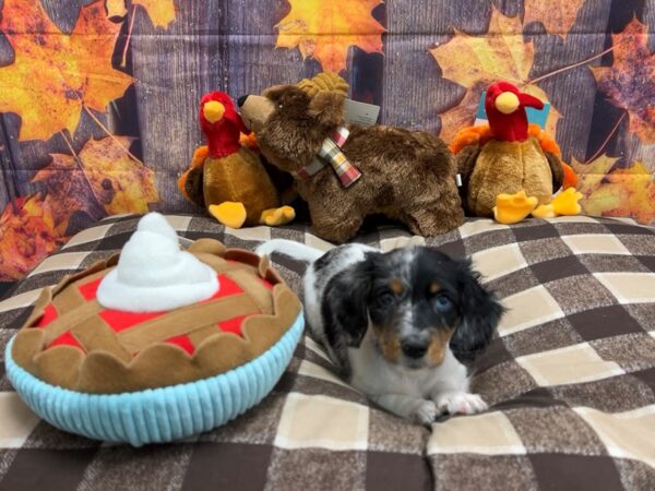 Dachshund-Dog-Male-Black / Tan-25724-Petland Scottsdale, Arizona