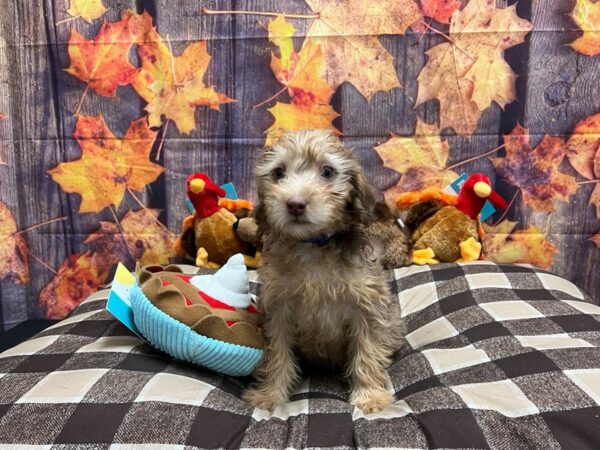 F1B Mini Labradoodle-Dog-Male-Chocolate Merle / Tan-25737-Petland Scottsdale, Arizona