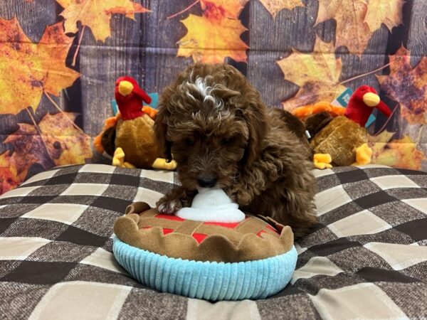 F1B Mini Goldendoodle-Dog-Female-Red-25738-Petland Scottsdale, Arizona