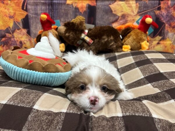 Poodle/Shih Tzu-Dog-Female-Chocolate Merle / Tan-25736-Petland Scottsdale, Arizona