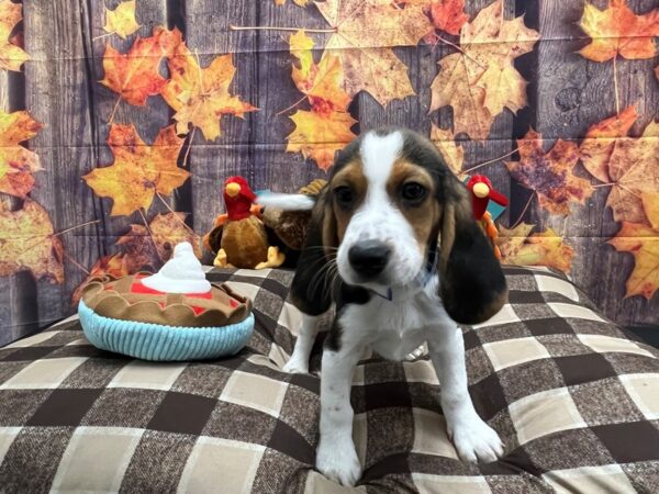Beagle-Dog-Male-Black White and Tan-25718-Petland Scottsdale, Arizona