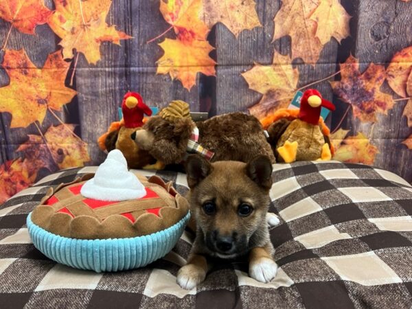 Shiba Inu-Dog-Female-Red-25713-Petland Scottsdale, Arizona
