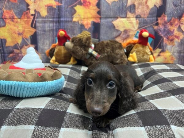 Dachshund-Dog-Male-Chocolate and Tan-25712-Petland Scottsdale, Arizona