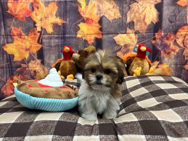 Shih Tzu-Dog-Female-Gold and White-25714-Petland Scottsdale, Arizona