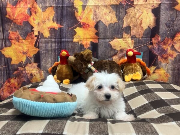 Coton De Tulear-Dog-Female-White-25706-Petland Scottsdale, Arizona
