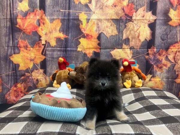 Pomeranian-Dog-Female-Blue and Tan-25715-Petland Scottsdale, Arizona