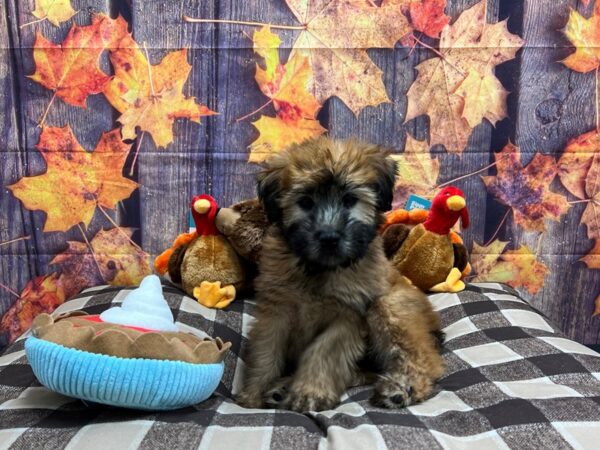 Soft Coated Wheaten Terrier-Dog-Male-Wheaten-25708-Petland Scottsdale, Arizona