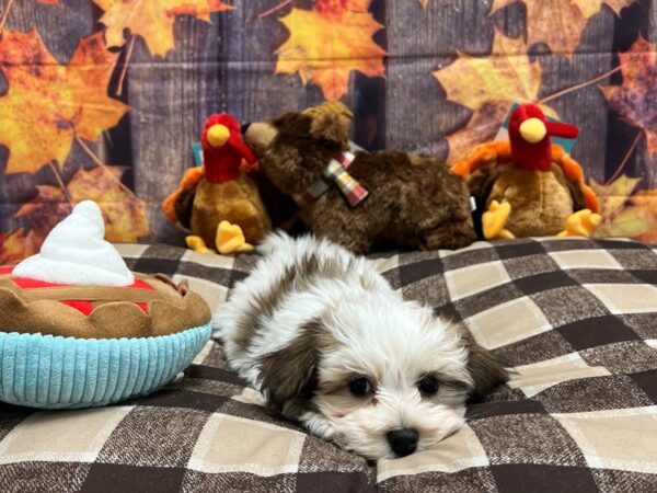 Havanese-Dog-Female-Gold-25711-Petland Scottsdale, Arizona