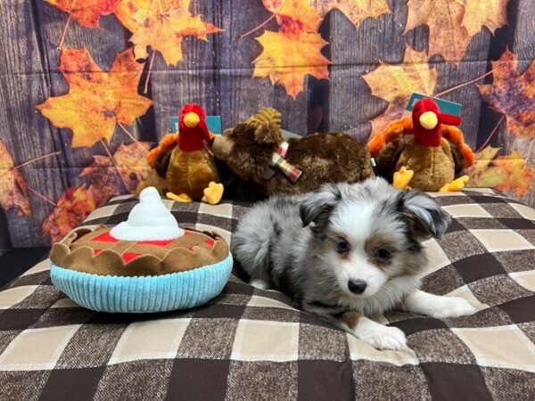 Miniature Australian Shepherd-Dog-Female-Blue Merle / Tan-25722-Petland Scottsdale, Arizona
