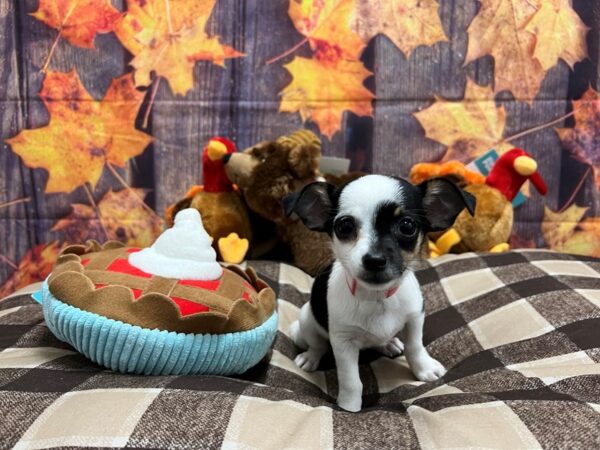 Chihuahua-Dog-Female-Black and White-25720-Petland Scottsdale, Arizona