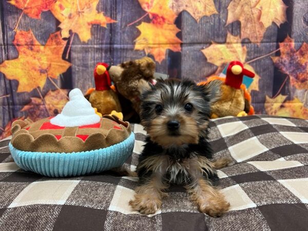 Yorkshire Terrier-Dog-Female-Black and Tan-25709-Petland Scottsdale, Arizona