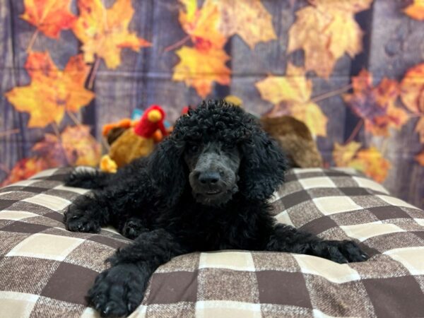 Standard Poodle-Dog-Female-Black-25707-Petland Scottsdale, Arizona