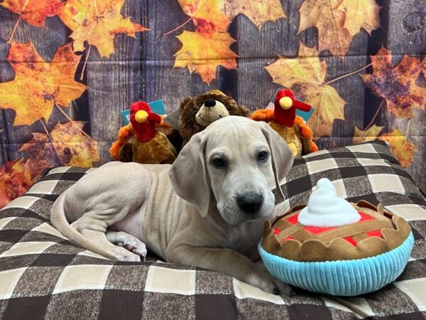 Great Dane-Dog-Male-Fawn-25710-Petland Scottsdale, Arizona