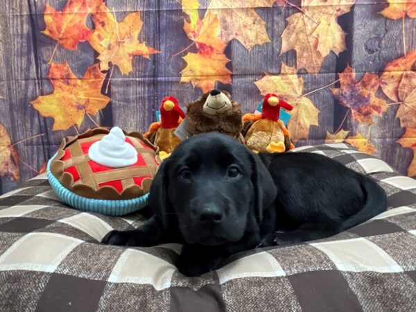 Labrador Retriever-Dog-Male-Black-25727-Petland Scottsdale, Arizona