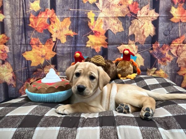Labrador Retriever-Dog-Female-Yellow-25726-Petland Scottsdale, Arizona