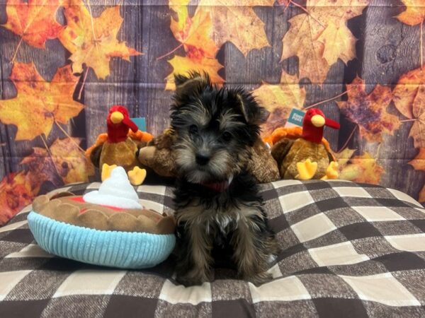 Silky Terrier-Dog-Female-Black / Tan-25732-Petland Scottsdale, Arizona