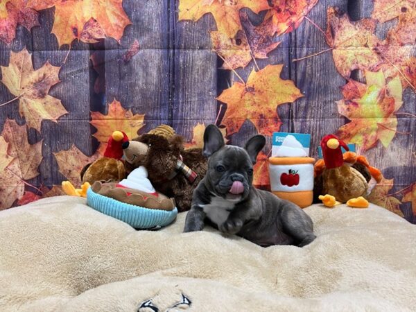 French Bulldog-Dog-Male-Blue Brindle-25740-Petland Scottsdale, Arizona