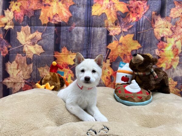 Shiba Inu-Dog-Female-Cream-25749-Petland Scottsdale, Arizona