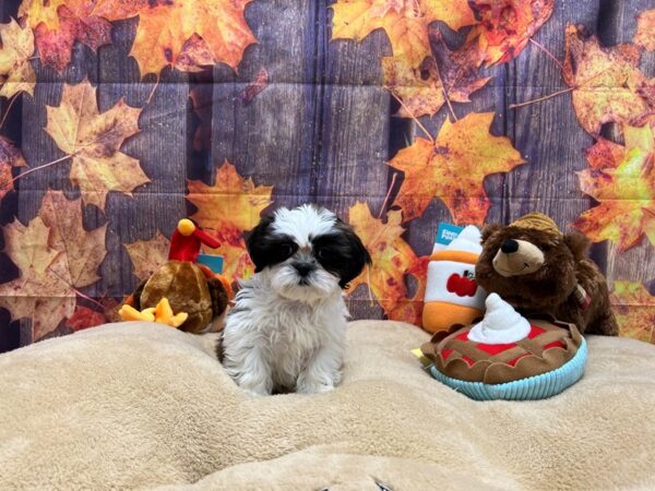 Shih Tzu-Dog-Female-White / Gold-25758-Petland Scottsdale, Arizona