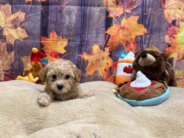 Bichon Frise/Poodle-Dog-Male-Apricot-25764-Petland Scottsdale, Arizona