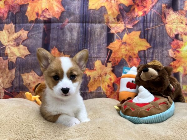 Pembroke Welsh Corgi-Dog-Female-Red-25757-Petland Scottsdale, Arizona