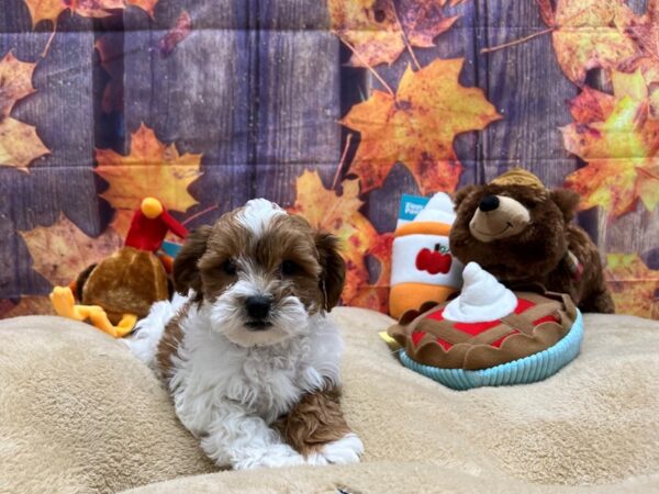 Poodle/Shih Tzu-Dog-Male-White / Red-25760-Petland Scottsdale, Arizona