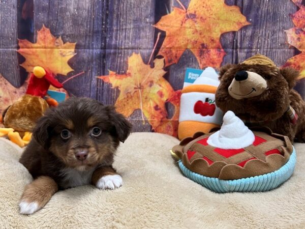 Miniature Australian Shepherd-Dog-Male-Chocolate / Tan-25755-Petland Scottsdale, Arizona