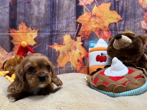 Cavalier King Charles Spaniel-Dog-Male-Ruby-25756-Petland Scottsdale, Arizona