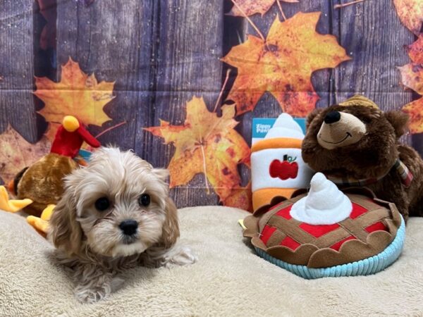 Cavalier King Charles Spaniel/Poodle-Dog-Female-Apricot-25766-Petland Scottsdale, Arizona