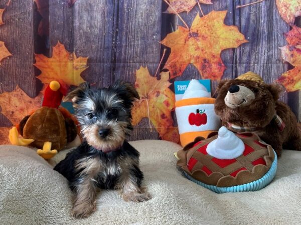 Silky Terrier-Dog-Female-Black / Tan-25768-Petland Scottsdale, Arizona