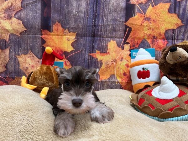 Miniature Schnauzer-Dog-Female-Liver / White-25773-Petland Scottsdale, Arizona