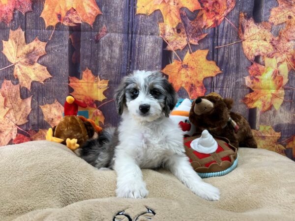 Australian Shepherd/Standard Poodle-Dog-Male-Blue Merle White / Tan-25759-Petland Scottsdale, Arizona