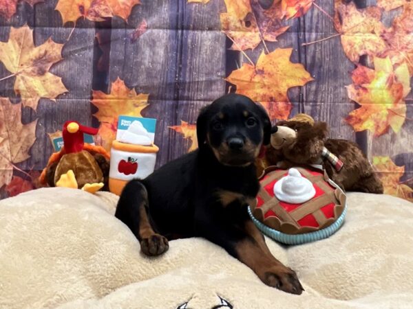 Rottweiler-Dog-Female-Black / Tan-25769-Petland Scottsdale, Arizona