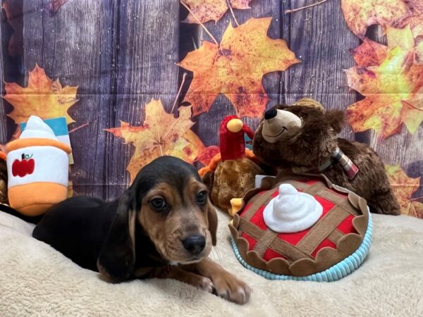 Beagle-Dog-Male-Black Tan and White-25743-Petland Scottsdale, Arizona