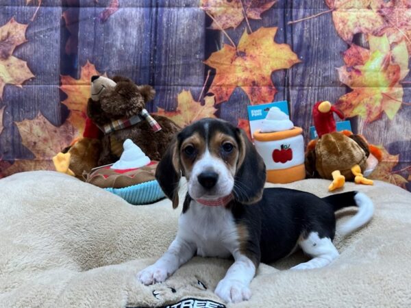 Beagle-Dog-Female-Black White and Tan-25742-Petland Scottsdale, Arizona