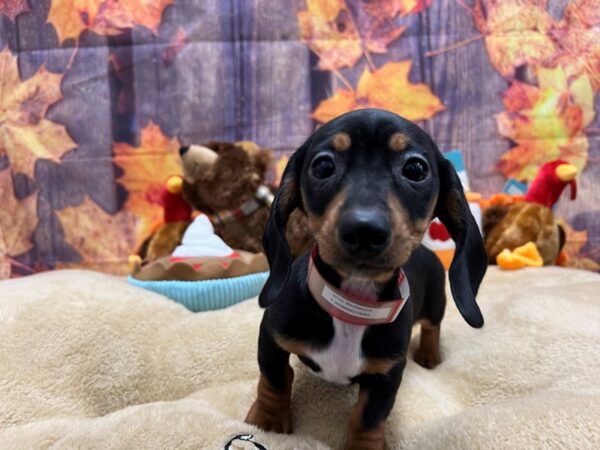 Dachshund-Dog-Female-Black and Tan-25741-Petland Scottsdale, Arizona