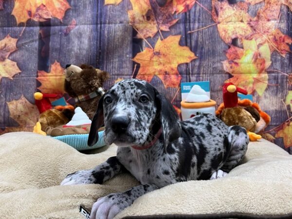 Great Dane-Dog-Female-Merle-25747-Petland Scottsdale, Arizona