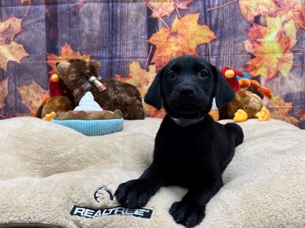 Labrador Retriever-Dog-Male-Black-25748-Petland Scottsdale, Arizona
