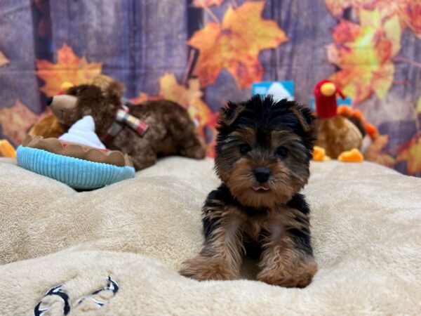 Yorkshire Terrier-Dog-Female-Black and Tan-25753-Petland Scottsdale, Arizona
