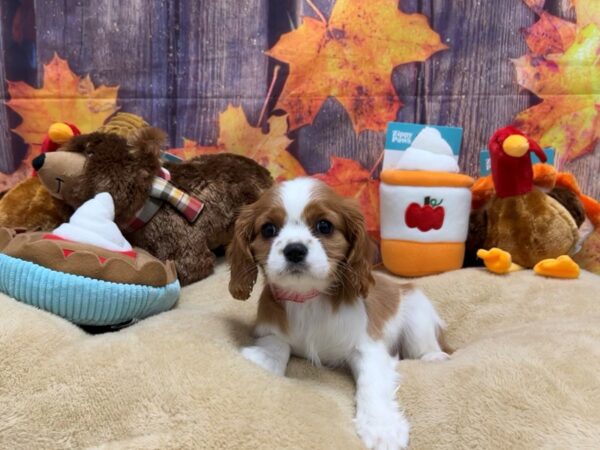 Cavalier King Charles Spaniel-Dog-Female-Blenheim-25746-Petland Scottsdale, Arizona