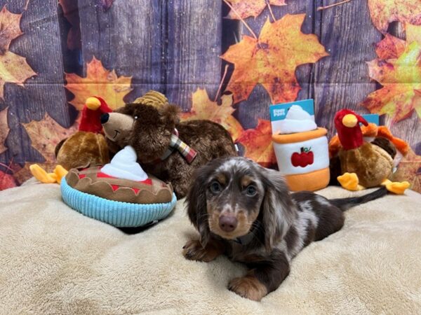 Dachshund-Dog-Male-Chocolate / Tan-25774-Petland Scottsdale, Arizona