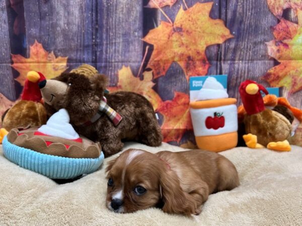 Cavalier King Charles Spaniel-Dog-Female-Ruby-25770-Petland Scottsdale, Arizona