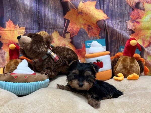 Yorkshire Terrier-Dog-Female-Black / Tan-25765-Petland Scottsdale, Arizona