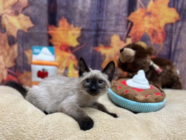 Siamese-Cat-Male-Seal Point-25781-Petland Scottsdale, Arizona