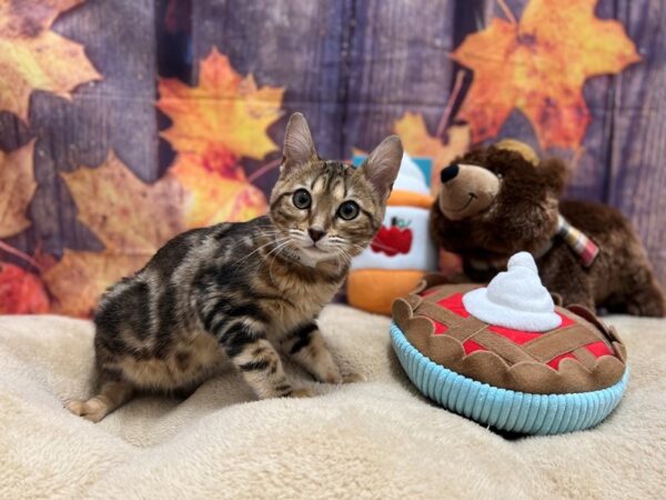 Bengal-Cat-Female-Bronze Marble-25779-Petland Scottsdale, Arizona