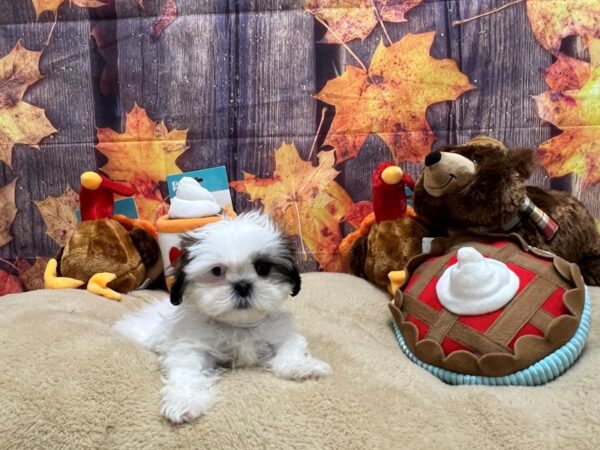 Poodle/Shih Tzu-Dog-Female--25776-Petland Scottsdale, Arizona
