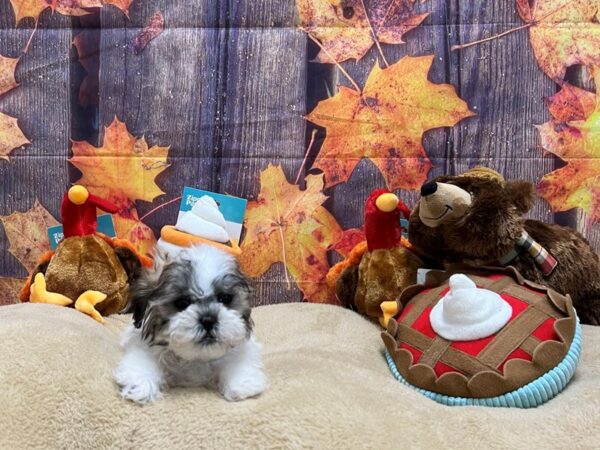 Poodle/Shih Tzu-Dog-Male--25775-Petland Scottsdale, Arizona