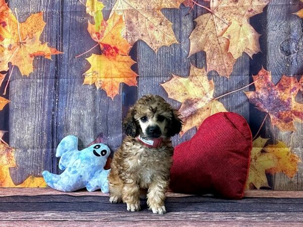 Poodle-Dog-Female-Cafe Au Lait-25592-Petland Scottsdale, Arizona