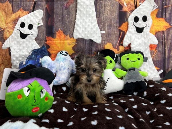 Poodle/Silky Terrier-Dog-Female-Blue Merle / Tan-25625-Petland Scottsdale, Arizona
