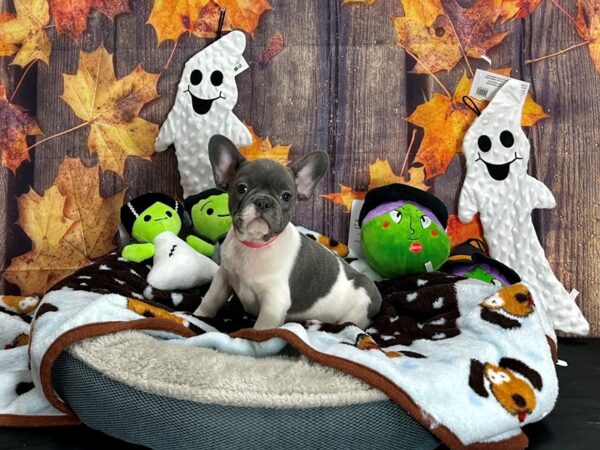 French Bulldog-Dog-Male-Blue-25614-Petland Scottsdale, Arizona